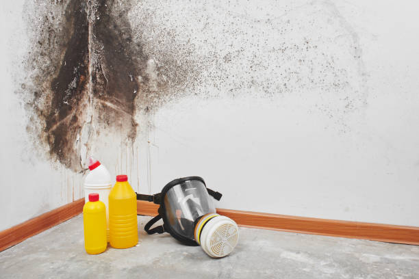 Best Mold Testing  in Mcclure, PA