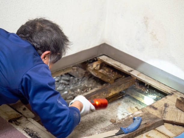 Best Same-Day Mold Removal  in Mcclure, PA