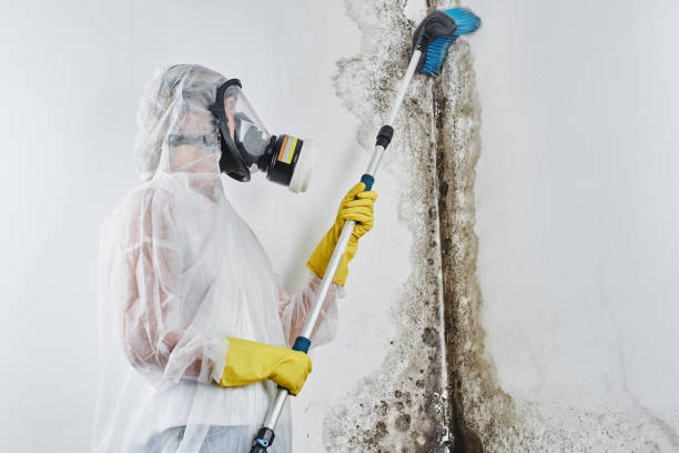 Best Affordable Mold Removal  in Mcclure, PA