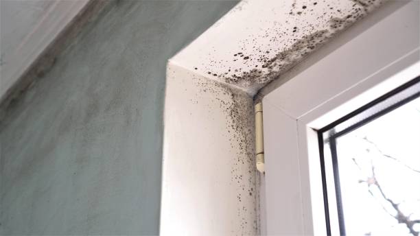 Best Local Mold Removal Service  in Mcclure, PA