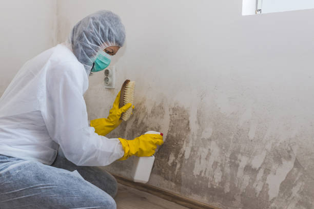 Best Local Mold Removal Service  in Mcclure, PA