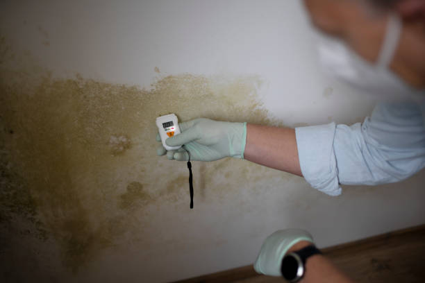Best Mold Testing  in Mcclure, PA