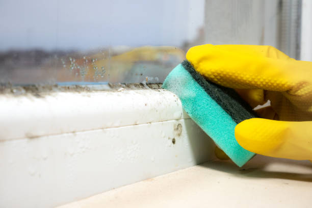 Best Fast Mold Removal  in Mcclure, PA