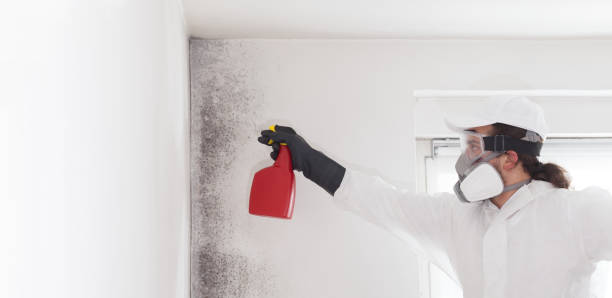 Attic Mold Removal in Mcclure, PA