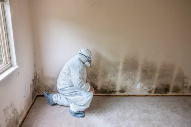 Professional Mold Removal in Mcclure, PA