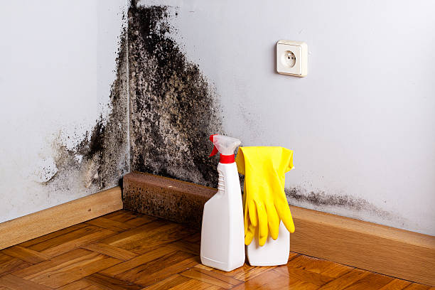 Best Office Mold Removal Services  in Mcclure, PA